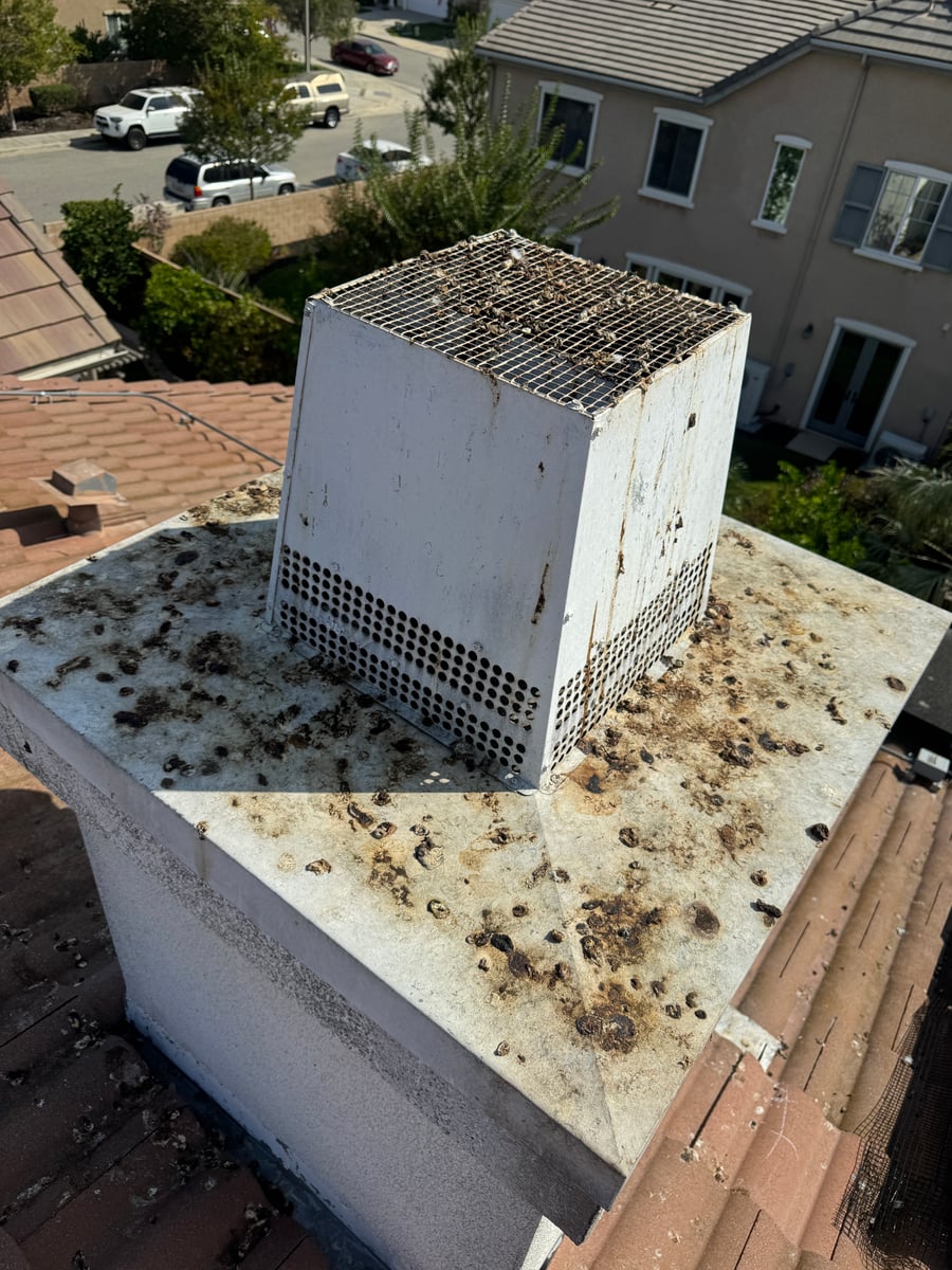 Bird spike installation and pigeon deterrent service on rooftop