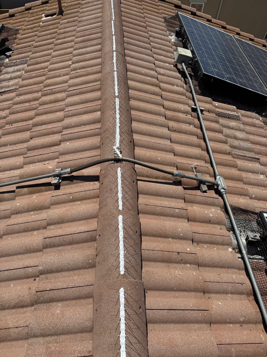 Bird spike installation and pigeon deterrent service on rooftop